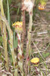 Coltsfoot